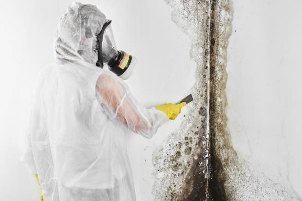 Best Emergency Mold Remediation in Bayboro, NC